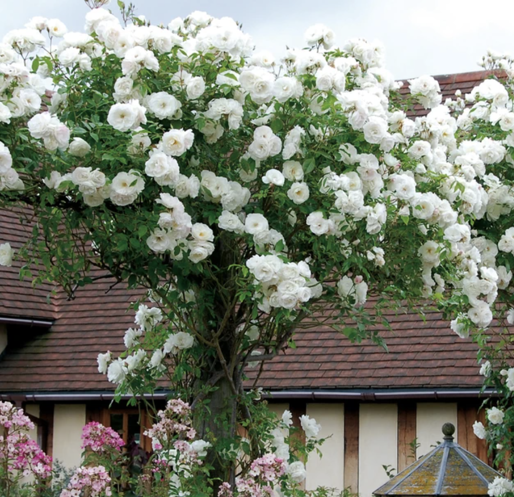 White Climbing, Rose Seeds Urban Farmer